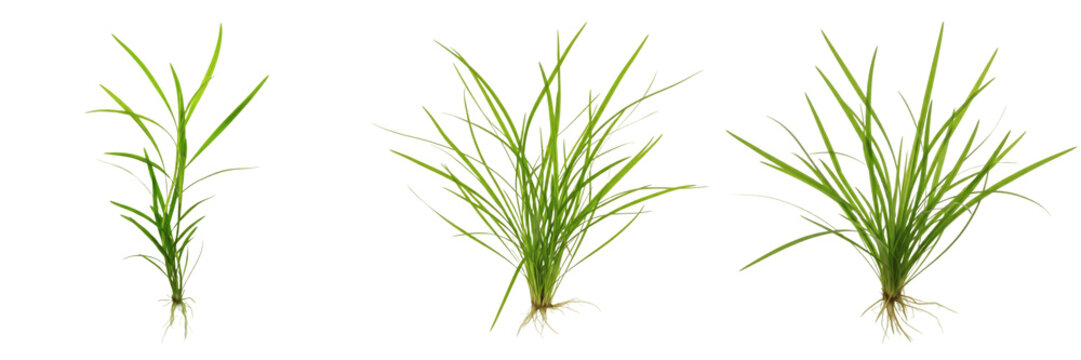 Dwarf sagittaria (Sagittaria subulata) aquarium plant isolated on white background, tropical freshwater planted tank, low light aquarium greenery, fast-growing foreground aquatic plant, carpet and mid
