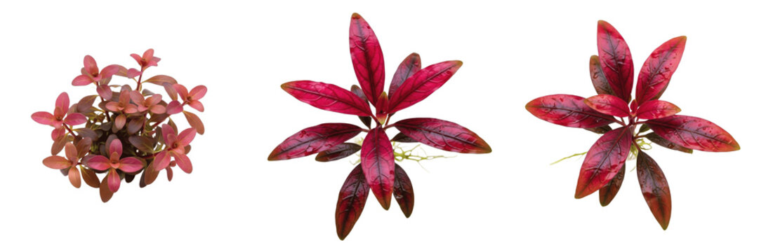 Alternanthera reineckii mini aquarium plant isolated on white background, tropical freshwater planted tank, low light aquarium greenery, small red stem foreground and midground aquarium plant, aquasca