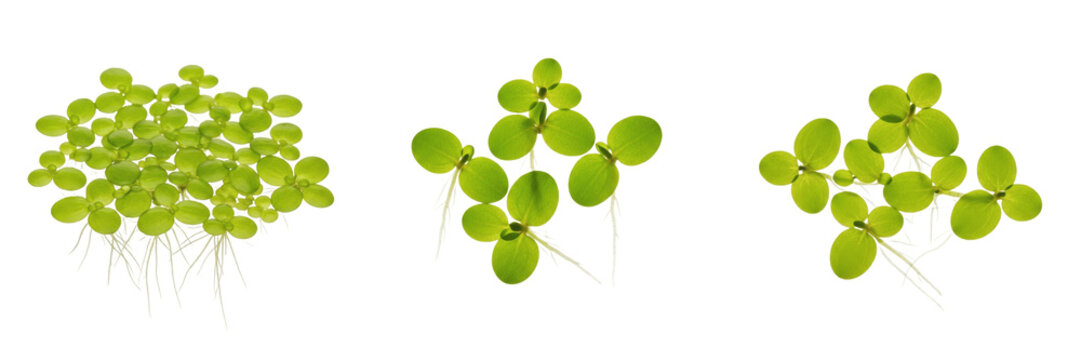 Duckweed Lemna minor aquarium plant isolated on white background, tropical freshwater floating plant, fast-growing low light aquarium greenery, surface floating aquatic plant for tanks