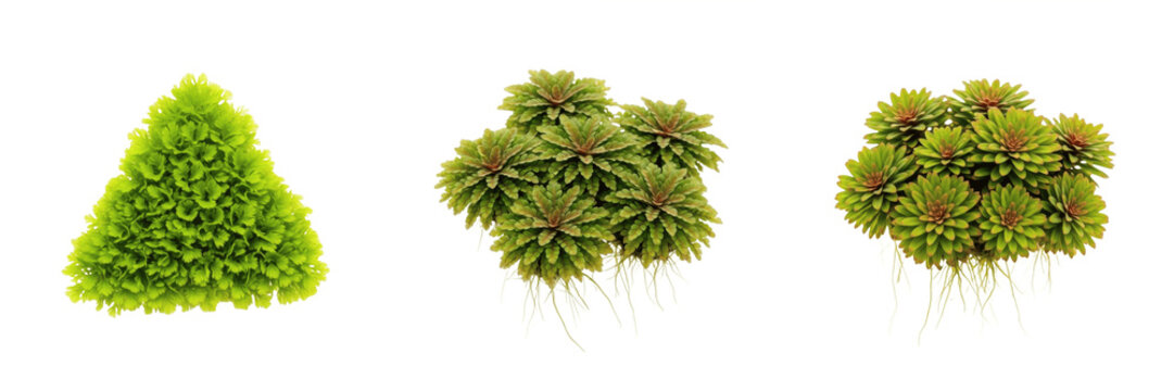 Azolla filiculoides aquarium plant isolated on white background, tropical freshwater floating fern, red-green surface aquarium plant, low light decorative aquatic greenery