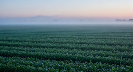 Frosty morning in a vast green agricultural field at sunrise