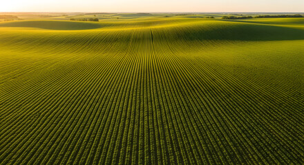 Lush green agricultural field with neatly planted rows of crops at sunrise