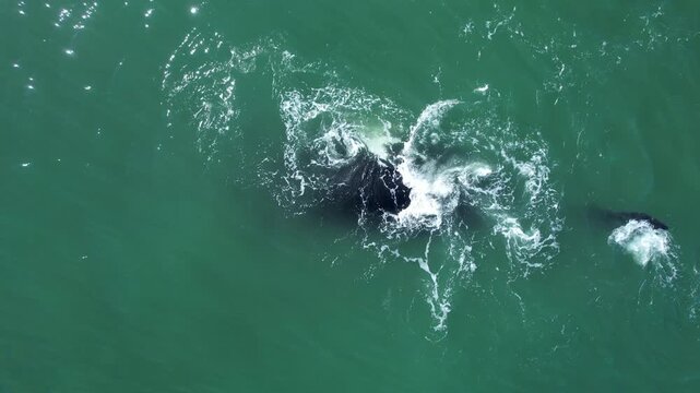 Bowhead whale closeup swimming in calm blue ocean water, Aerial view of bowhead whale spouting, playing, showing belly. Watching of migrate Baleen whales in Shantar islands. Wildlife marine mammals