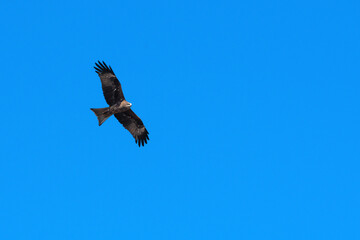 Obraz premium Low angle view of a black kite (Milvus migrans) soaring in the clear blue sky. This bird of prey is captured in flight, showcasing its impressive wingspan and dark plumage against a vivid background.