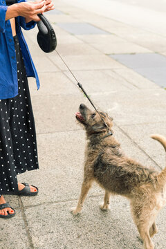 Woman with her mixed breed dog in the city
