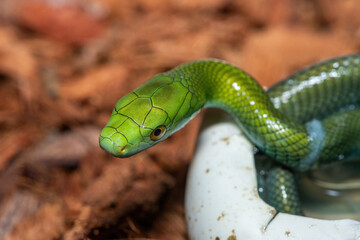 Fototapeta premium A cute baby eastern green mamba (Dendroaspis angusticeps) hatching from the egg - Africa’s gorgeous but deadly venomous snake
