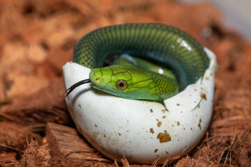 A cute baby eastern green mamba (Dendroaspis angusticeps) hatching from the egg - Africa’s gorgeous but deadly venomous snake