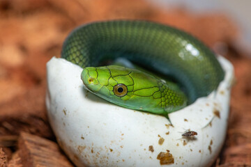 Fototapeta premium A cute baby eastern green mamba (Dendroaspis angusticeps) hatching from the egg - Africa’s gorgeous but deadly venomous snake