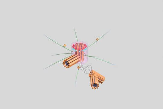 3D illustration of a centrosome structure showing centrioles and associated components. Scientific diagram for biology education and research use.