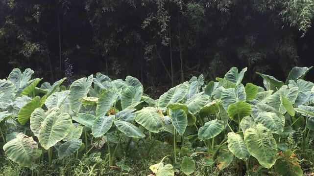 Lush green taro plants thrive in a vibrant garden under soft natural light, creating a serene and tranquil atmosphere amidst dense foliage.
