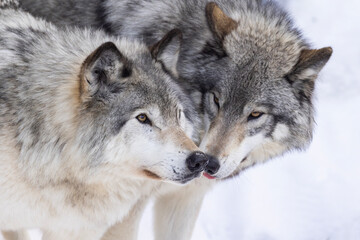 Fototapeta premium Northwestern wolf (Canis lupus occidentalis) in winter