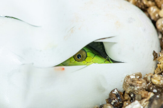 A cute baby eastern green mamba (Dendroaspis angusticeps) hatching from the egg - Africa&rsquo;s gorgeous but deadly venomous snake