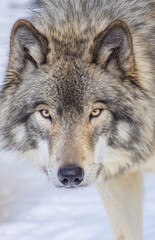 Obraz premium Northwestern wolf (Canis lupus occidentalis) in winter