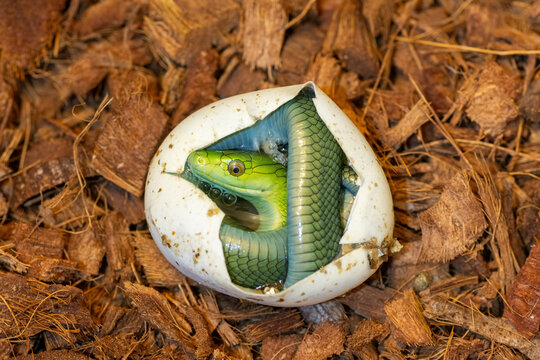 A cute baby eastern green mamba (Dendroaspis angusticeps) hatching from the egg - Africa&rsquo;s gorgeous but deadly venomous snake