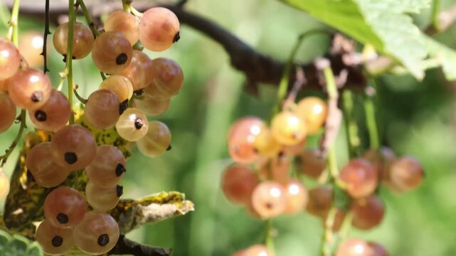 A currant berry on a bush in the garden in close-up. 4k video