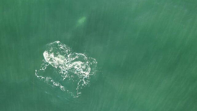 Amazing bowhead whale tail diving in calm blue ocean water, Aerial top down view of bowhead whale spouting. Whale watching of migrate Baleen whales in Shantar islands. Wildlife marine mammals