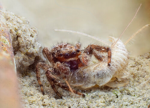 A Focus Stacked Extreme Close-up of A Tan Jumping Spider With It's Prey of a Silverfish