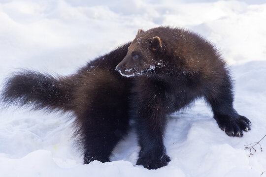 The wolverine (Gulo gulo), also called the carcajou or quickhatch in winter
