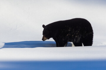  American black bear (Ursus americanus) in winter