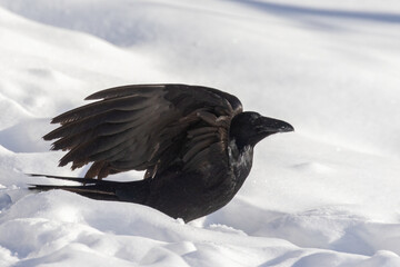 Fototapeta premium Common raven (Corvus corax) in winter