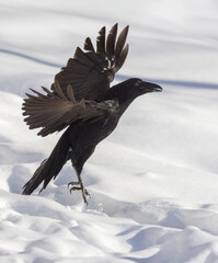 Fototapeta premium Common raven (Corvus corax) in winter