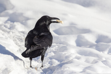 Fototapeta premium Common raven (Corvus corax) in winter