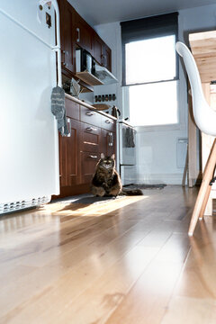 Cat baths in a ray of light in the kitchen