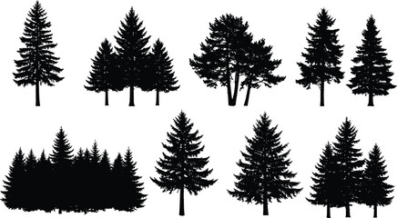 Black and white silhouette illustration of diverse coniferous evergreen trees, detailed forest vector artwork for design, education, and botanical study reference © MSTIRIN