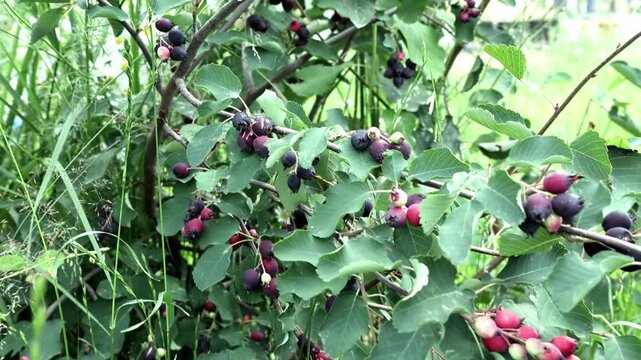 A serviceberry berry on a bush in the garden in close-up. 4k video