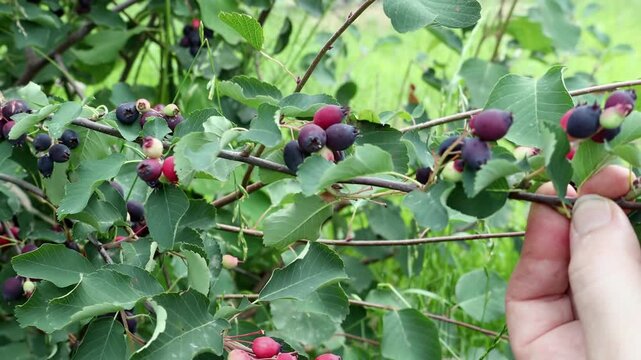 A serviceberry berry on a bush in the garden in close-up. 4k video