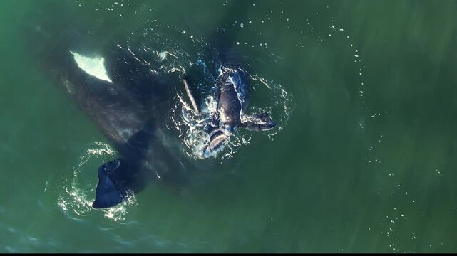 Mother cares calf. Aerial view pod of bowhead whale spouting hug play. Whale watching of migrate Baleen whales South Africa. Bowhead whale family swimming together in calm blue ocean water,