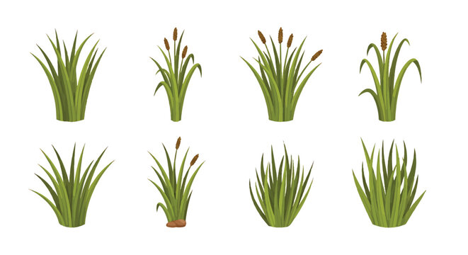 Seagrass vector collection of aquatic plants and reeds