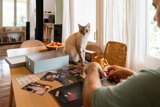 Cat with photo memories