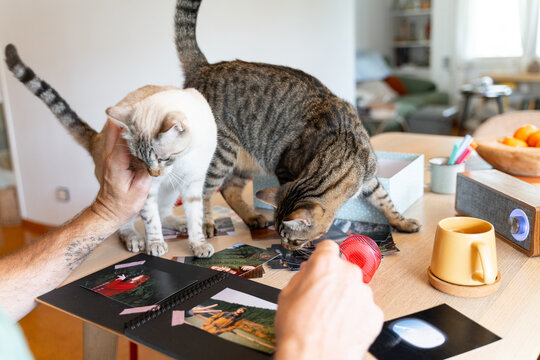 Cat exploring photo memories