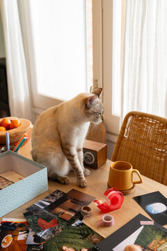 Cat on cozy table