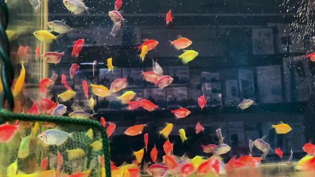 colorful tropical fish swimming together inside bright home aquarium tank with fish catch net