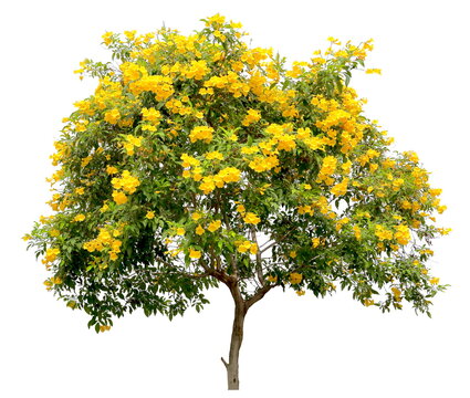 isolated tecoma stans tree, the golden yellow trumpet vine flower blossom shrub specimen, on white background