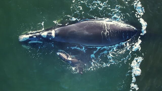 Bowhead whale family swimming together in calm blue ocean water, Mother cares calf. Aerial view pod of bowhead whale spouting hug play. Whale watching of migrate Baleen whales South Africa.