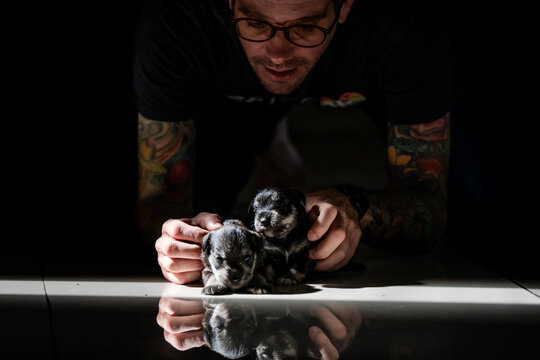 Millennial man with tattoo sleeves with newborn schnauzer puppies
