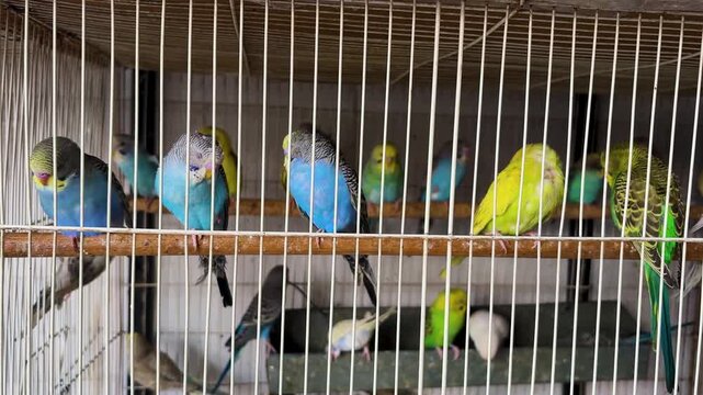 colorful budgerigar parrots perched inside metal bird cage at pet shop