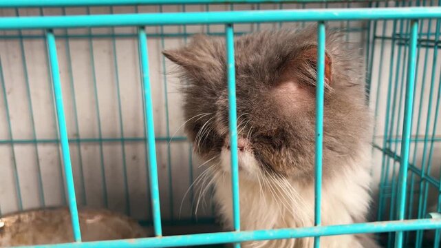 persian cat sitting inside metal cage at pet shop display