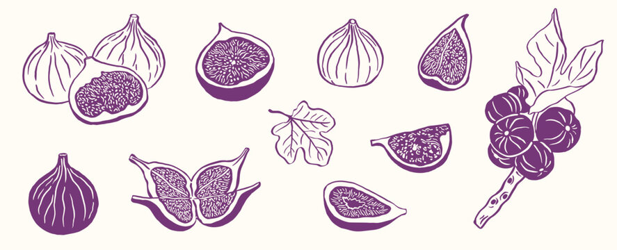 figs fruit vector illustration part elements sketch drawing collection set