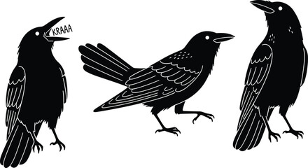 Obraz premium Black silhouette illustration of three crows in varied poses, vocalizing, standing, walking, vector design for wildlife, nature, bird art themes