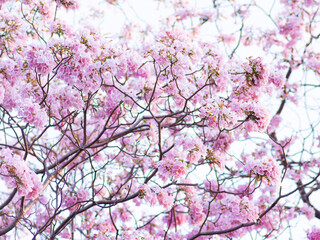 Abundant pink tabebuia trumpet flowers blooming densely on tree branches creating stunning spectacular spring display