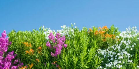 Bright Pink and White Wildflowers Growing in a Garden Border Under a Clear Blue Sky with Large Copy Space for Spring Floral Graphic Design and Nature Layouts