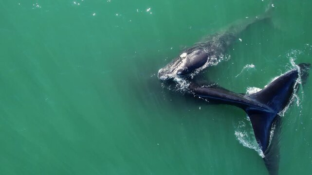 Bowhead whale family swimming together in calm blue ocean water, Amazing baby play with mother tale. Aerial view pod of bowhead whale spouting hug cares. Watching of migrate Baleen whales South Africa