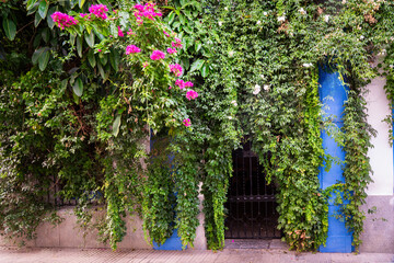 a doorway of metal gate, extensively covered by vibrant green vines and bright pink flowers, possibly ivy and bougainvillea © Renata