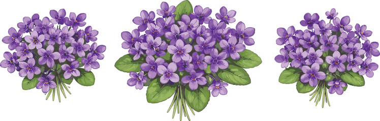 Purple violet flower bouquets isolated on white background, detailed botanical illustration of blooming spring flowers for floral design, decoration, and romantic themes © MSTMARIOM