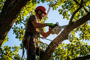Naklejka premium Arborist in red helmet and safety gear using chainsaw to cut tree branch