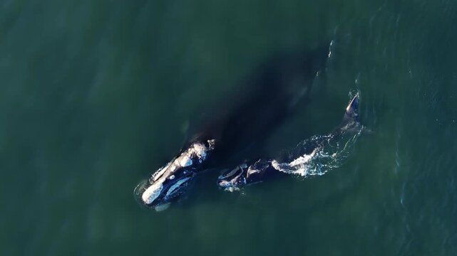 Bowhead whale family swimming together in calm blue ocean water, Aerial view of pod of bowhead whale spouting. Whale watching of migrate Baleen whales in Shantar islands, South Africa. Mother and calf